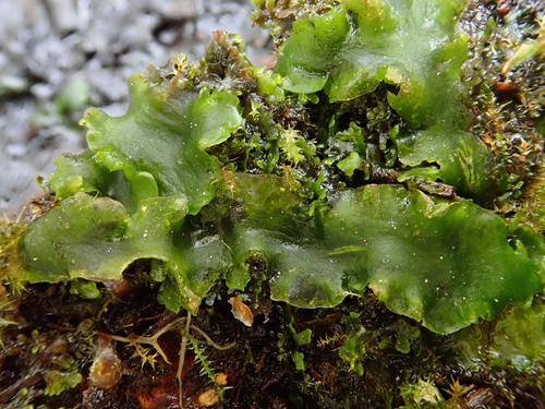 Image of Aneura maxima by (c) Christian Berg, some rights reserved (CC BY)