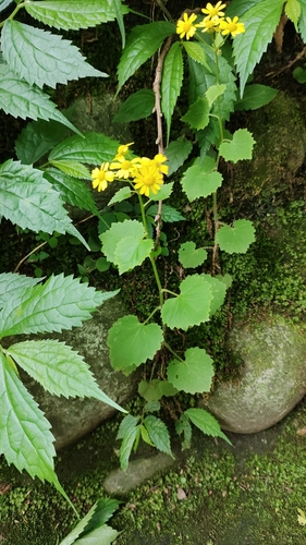 Sinosenecio oldhamianus, photograph 3