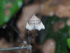 Goniocraspedon variegata