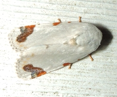 Chasmina pulchra