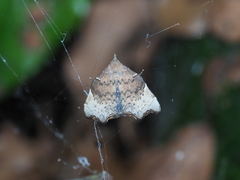 Goniocraspedon variegata