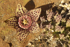 Orbea variegata