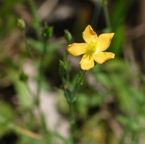Hypericum gramineum