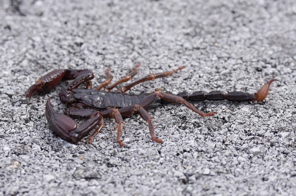 Giant Blue Scorpion from Off Aup, Sibu, Sarawak, Malaysia on April 23 ...