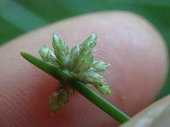 Isolepis distigmatosa