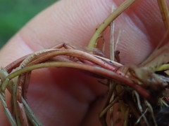 Isolepis distigmatosa