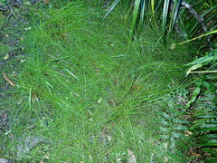 Isolepis distigmatosa