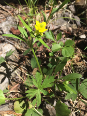Ranunculus inamoenus