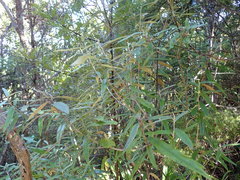 Corokia buddleioides buddleioides