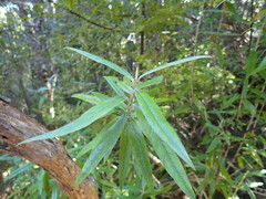 Corokia buddleioides buddleioides