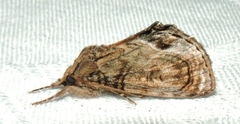 Zalissa catocalina