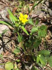 Ranunculus inamoenus