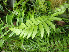 Davallia denticulata