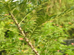 Zanthoxylum avicennae