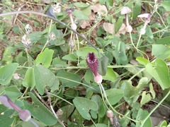 Aristolochia taliscana