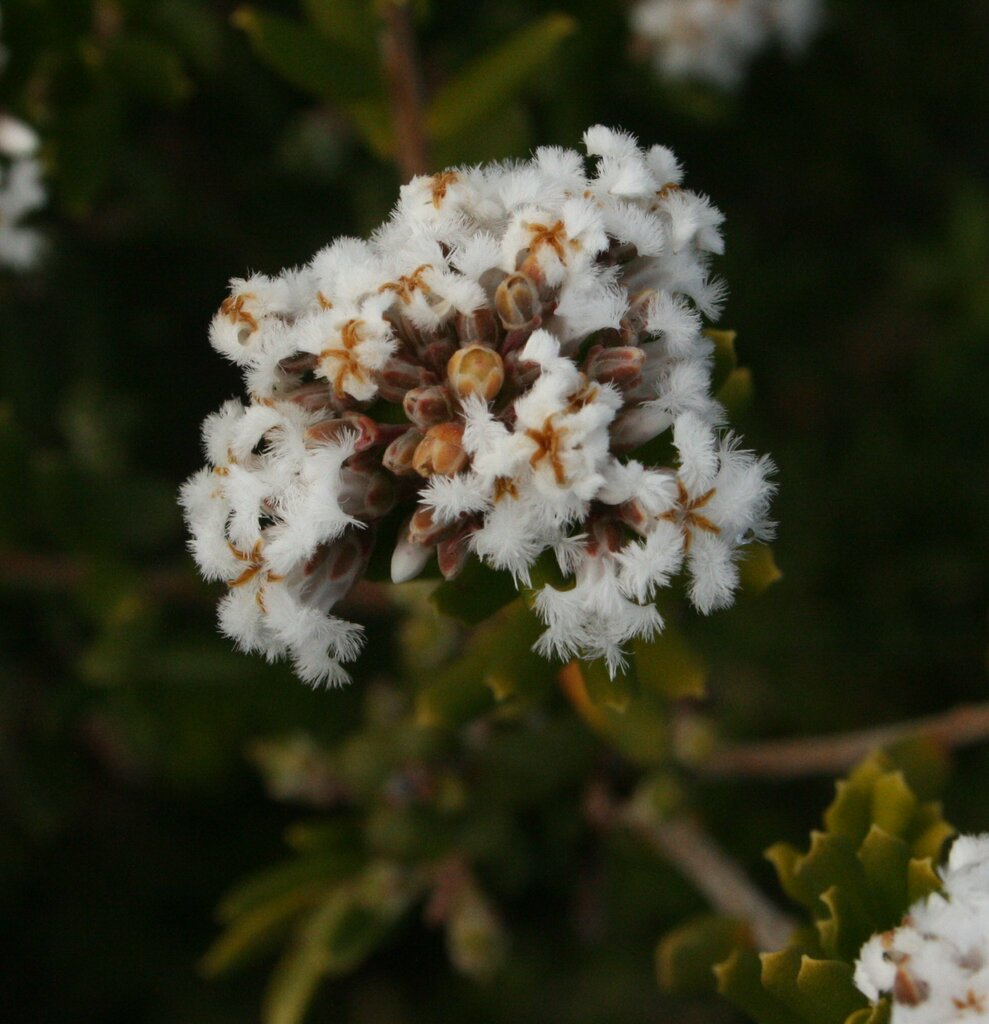 Leucopogon obovatus revolutus from Wellstead WA 6328, Australia on ...