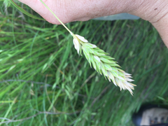 Phalaris caroliniana