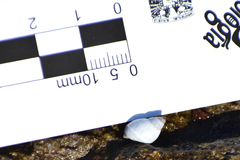 Echinolittorina modesta image