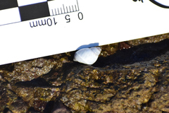 Echinolittorina modesta