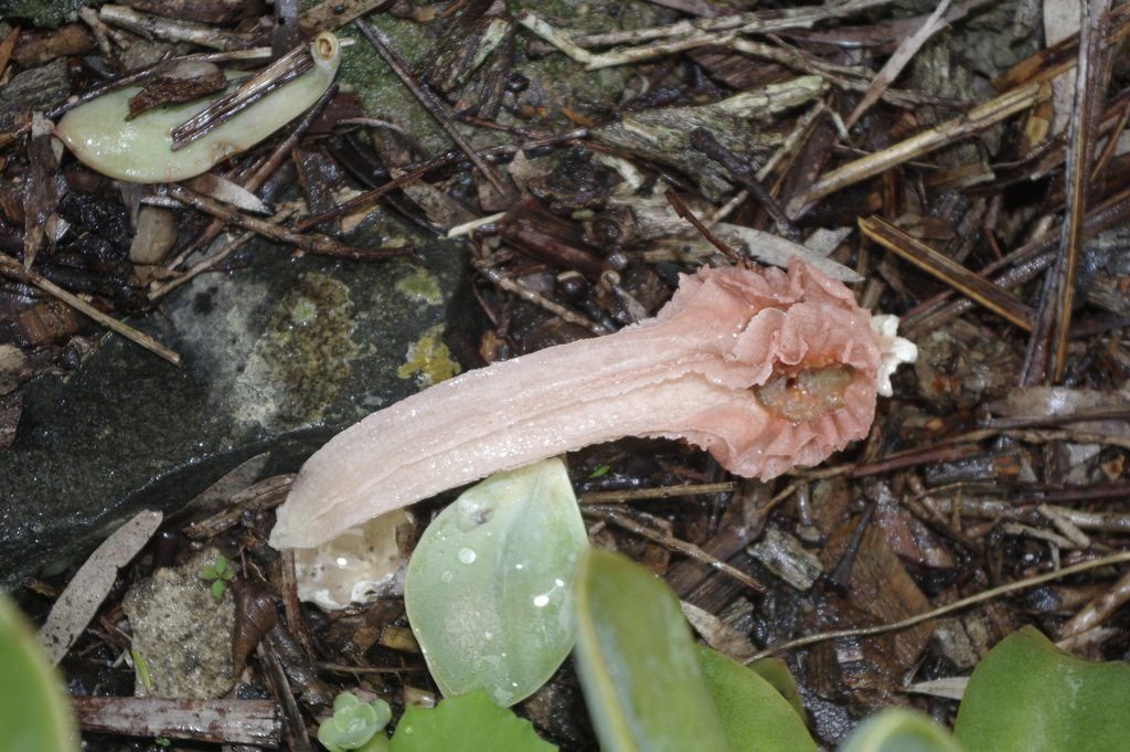 lantern stinkhorn from Maryborough QLD 4650, Australia on May 3, 2024 ...