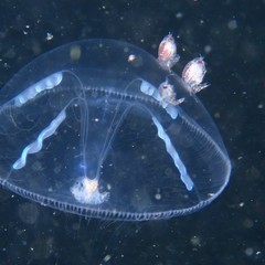 Hyperiidae
