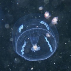 Hyperiidae