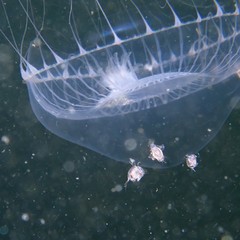 Hyperiidae
