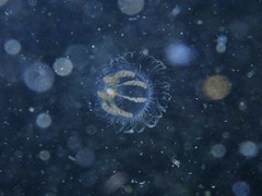 Melicertum octocostatum