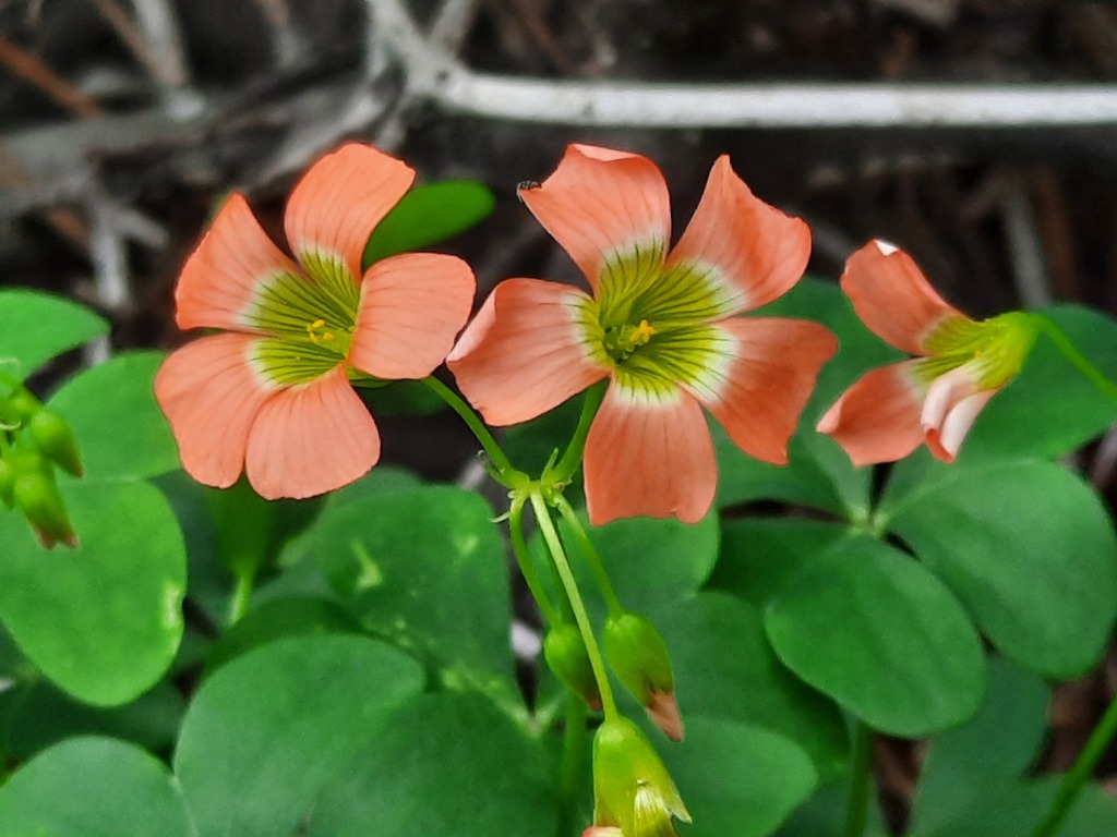 Oxalis stenorhyncha