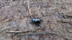 Anoplotrupes stercorosus