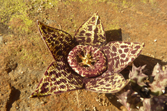 Orbea variegata