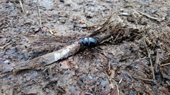 Anoplotrupes stercorosus