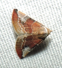 Mataeomera coccophaga