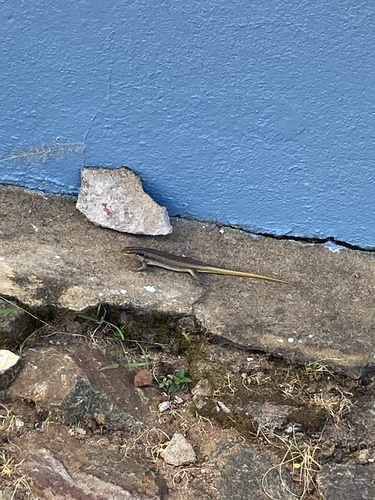 Rainbow Skink