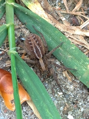 Alopecosa pulverulenta