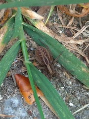 Alopecosa pulverulenta