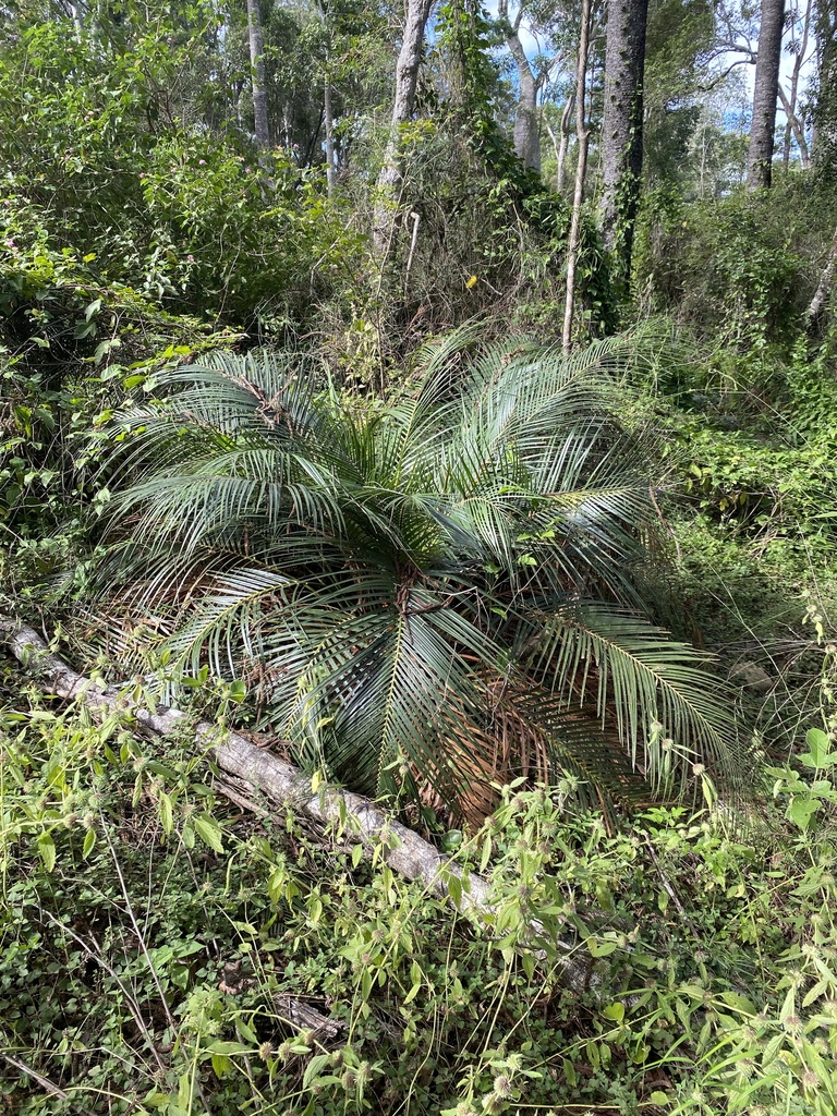 Macrozamia mountperriensis in April 2024 by lindsaywhite · iNaturalist