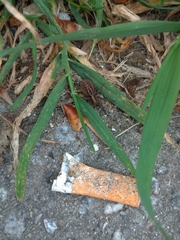 Alopecosa pulverulenta