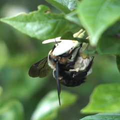 Xylocopa tranquebarorum