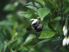 Xylocopa tranquebarorum