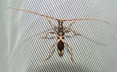 Coptocercus crucigerus