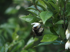 Xylocopa tranquebarorum