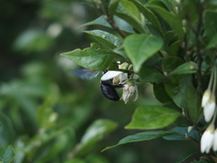 Xylocopa tranquebarorum