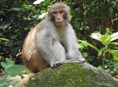 Macaca mulatta