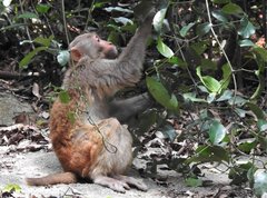 Macaca mulatta