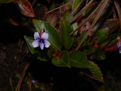 Viola stipularis