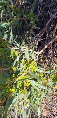 Eucalyptus diversifolia