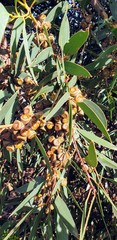 Eucalyptus diversifolia