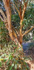 Eucalyptus diversifolia