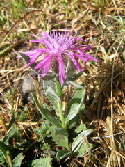 Centaurea uniflora